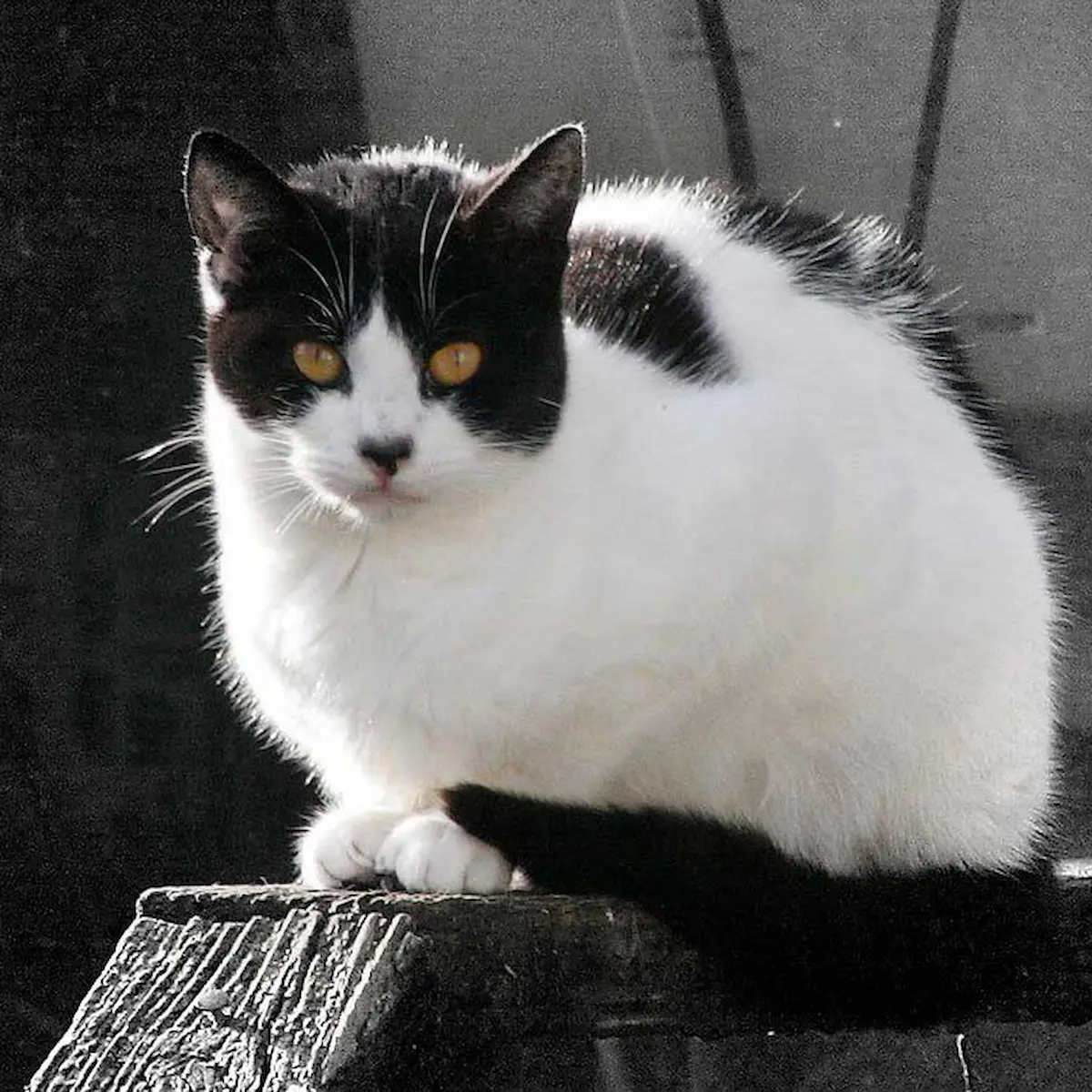 cow cat​ 2