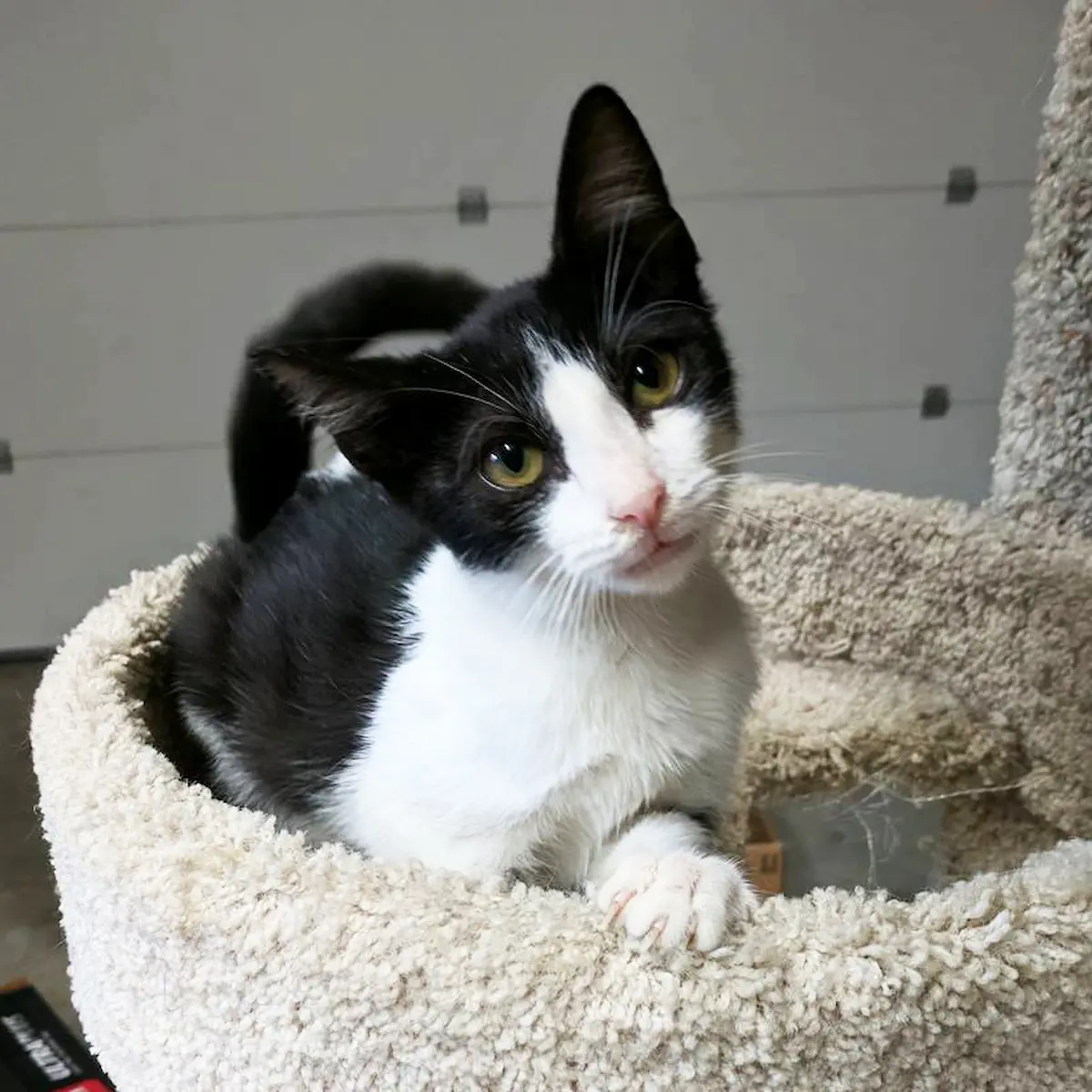 cow cat​